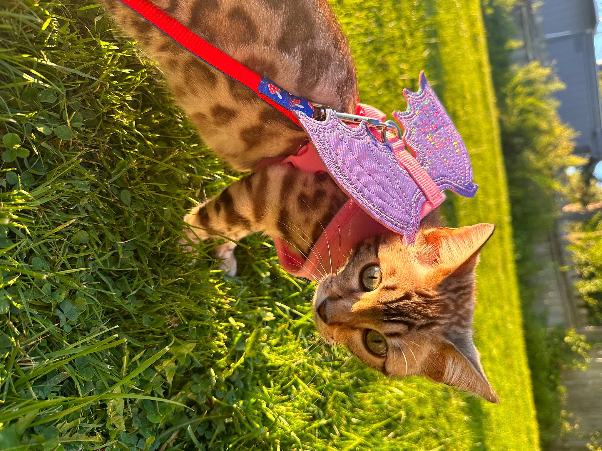Bambi is registered to the contest to win money with this photo: carnivore, cat, collar, domestic_short_haired_cat, fawn, felidae, fur, grass, grass_family, lawn, mammal, plant, small_to_medium_sized_cats, snout, tail, terrestrial_animal, tree, twig, whiskers, wood