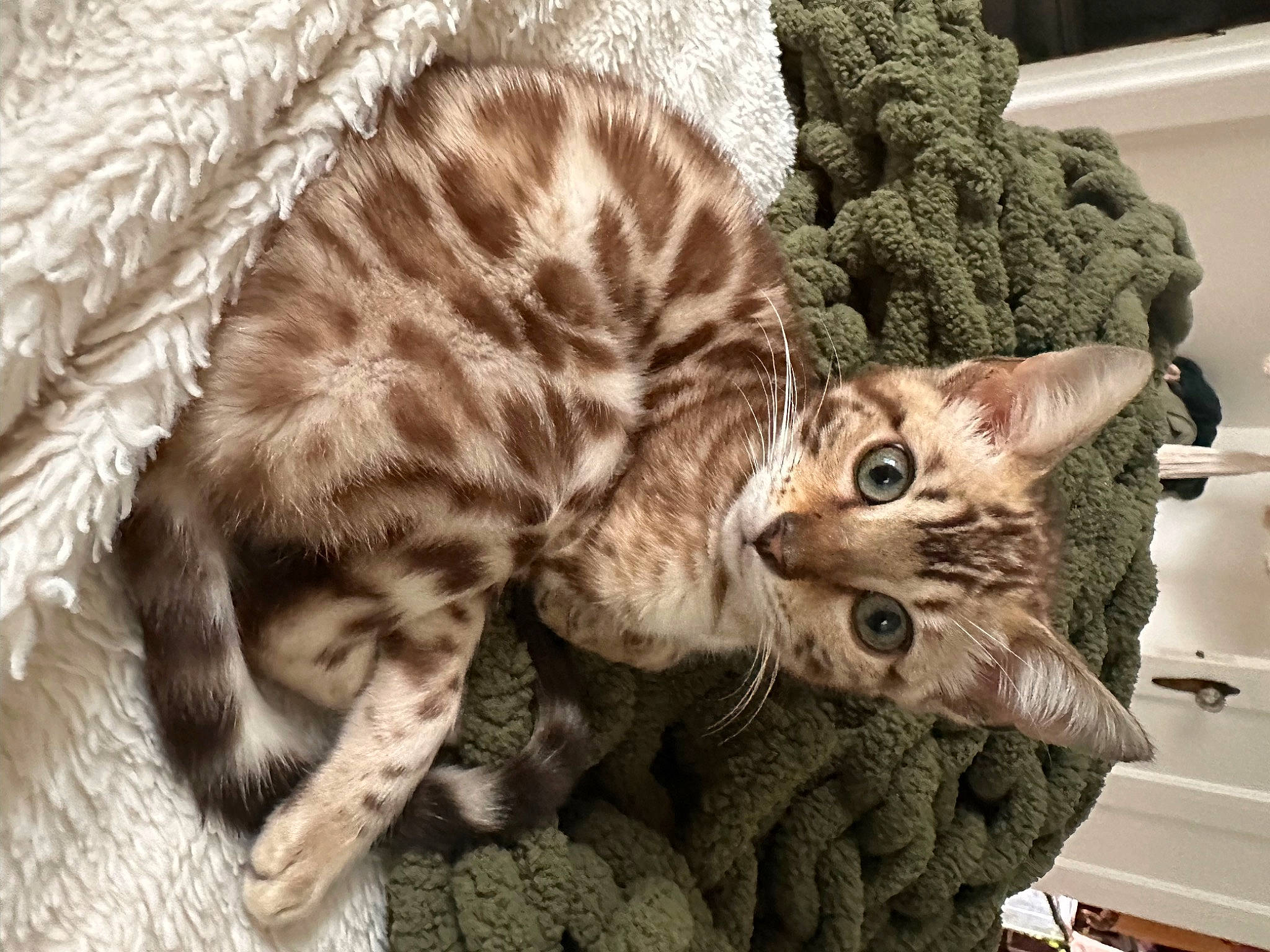 Bambi is registered to the contest to win money with this photo: carnivore, cat, cat_bed, claw, comfort, domestic_short_haired_cat, fawn, felidae, fur, mammal, pattern, paw, small_to_medium_sized_cats, snout, tail, terrestrial_animal, whiskers, wildlife
