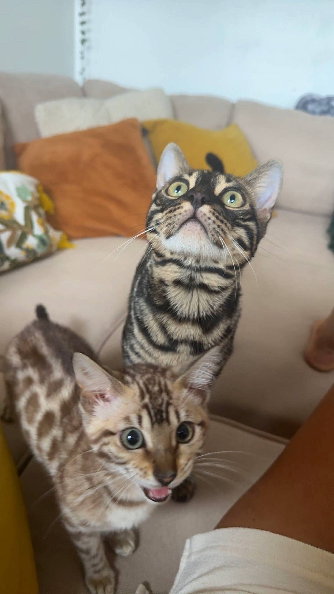 Bambi is registered to the contest to win money with this photo: carnivore, cat, comfort, domestic_short_haired_cat, door, felidae, fur, linens, paw, pillow, room, small_to_medium_sized_cats, snout, terrestrial_animal, whiskers, wildlife