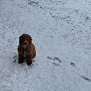 Milo joined the competition — help win amazing prizes! dog, brown_dog, snow, snowy_ground, grass, footprints, outdoor, pet, animal, winter, curly_fur, sitting, small_dog, nature, daylight, quiet, cold, fur, canine, playful