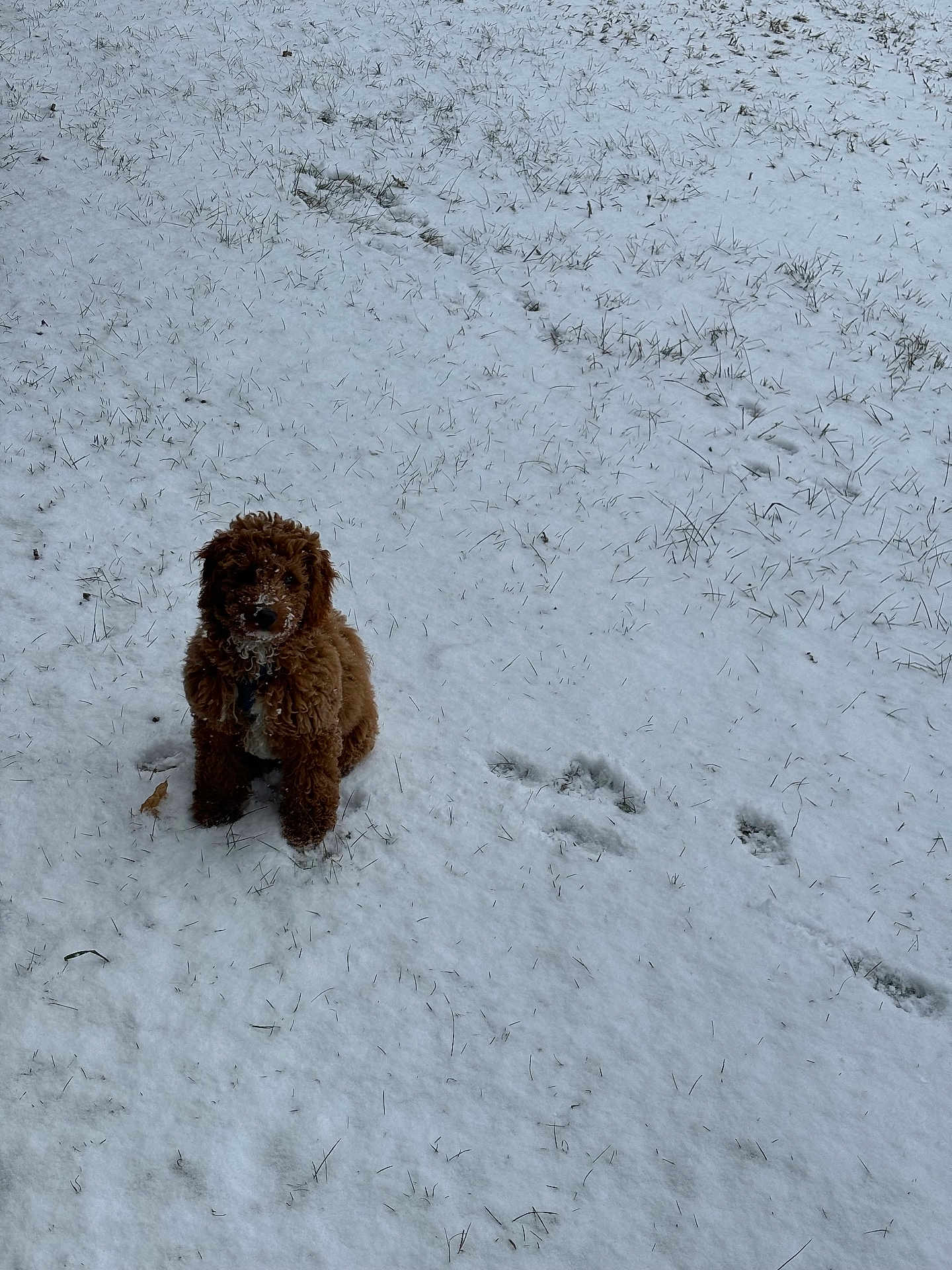 Milo joined the competition — help win amazing prizes! dog, brown_dog, snow, snowy_ground, grass, footprints, outdoor, pet, animal, winter, curly_fur, sitting, small_dog, nature, daylight, quiet, cold, fur, canine, playful