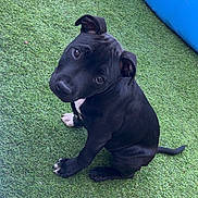 Baki a rejoint le concours — aidez-le/la à gagner de superbes lots ! adorable, animal, artificial_grass, black_dog, blue_inflatable, companion, cute, dog, domestic_animal, grass, head_tilt, looking_up, outdoor, pet, playful, puppy, sitting, text_overlay, white_paws, young_dog