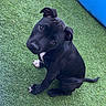 adorable, animal, artificial_grass, black_dog, blue_inflatable, companion, cute, dog, domestic_animal, grass, head_tilt, looking_up, outdoor, pet, playful, puppy, sitting, text_overlay, white_paws, young_dog