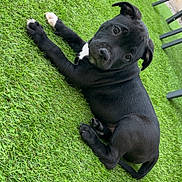Baki a rejoint le concours — aidez-le/la à gagner de superbes lots ! puppy, dog, black_dog, grass, artificial_grass, outdoor, pet, cute, animal, lawn, resting, young_dog, domestic_animal, playful, canine, fur, four_legs, head, ears, looking_up