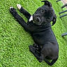 puppy, dog, black_dog, grass, artificial_grass, outdoor, pet, cute, animal, lawn, resting, young_dog, domestic_animal, playful, canine, fur, four_legs, head, ears, looking_up