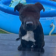 Baki a rejoint le concours — aidez-le/la à gagner de superbes lots ! backyard, bicycle, black_dog, calm, canine, curious, daytime, dog, fence, garden, glass_door, inflatable_pool, outdoor, pet, reflection, sitting, summer, trash_bin, white_markings, wooden_deck