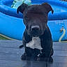 backyard, bicycle, black_dog, calm, canine, curious, daytime, dog, fence, garden, glass_door, inflatable_pool, outdoor, pet, reflection, sitting, summer, trash_bin, white_markings, wooden_deck