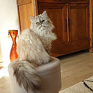 Jasmyne participe au concours pour gagner de l'argent avec cette photo : cat, fluffy_cat, stool, wooden_cabinet, photographs, vase, carpet, floor, indoor, furniture, pet, animal, home, decor, cozy, sitting, tail, fur, portrait, domestic