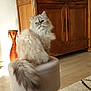 cat, fluffy_cat, stool, wooden_cabinet, photographs, vase, carpet, floor, indoor, furniture, pet, animal, home, decor, cozy, sitting, tail, fur, portrait, domestic