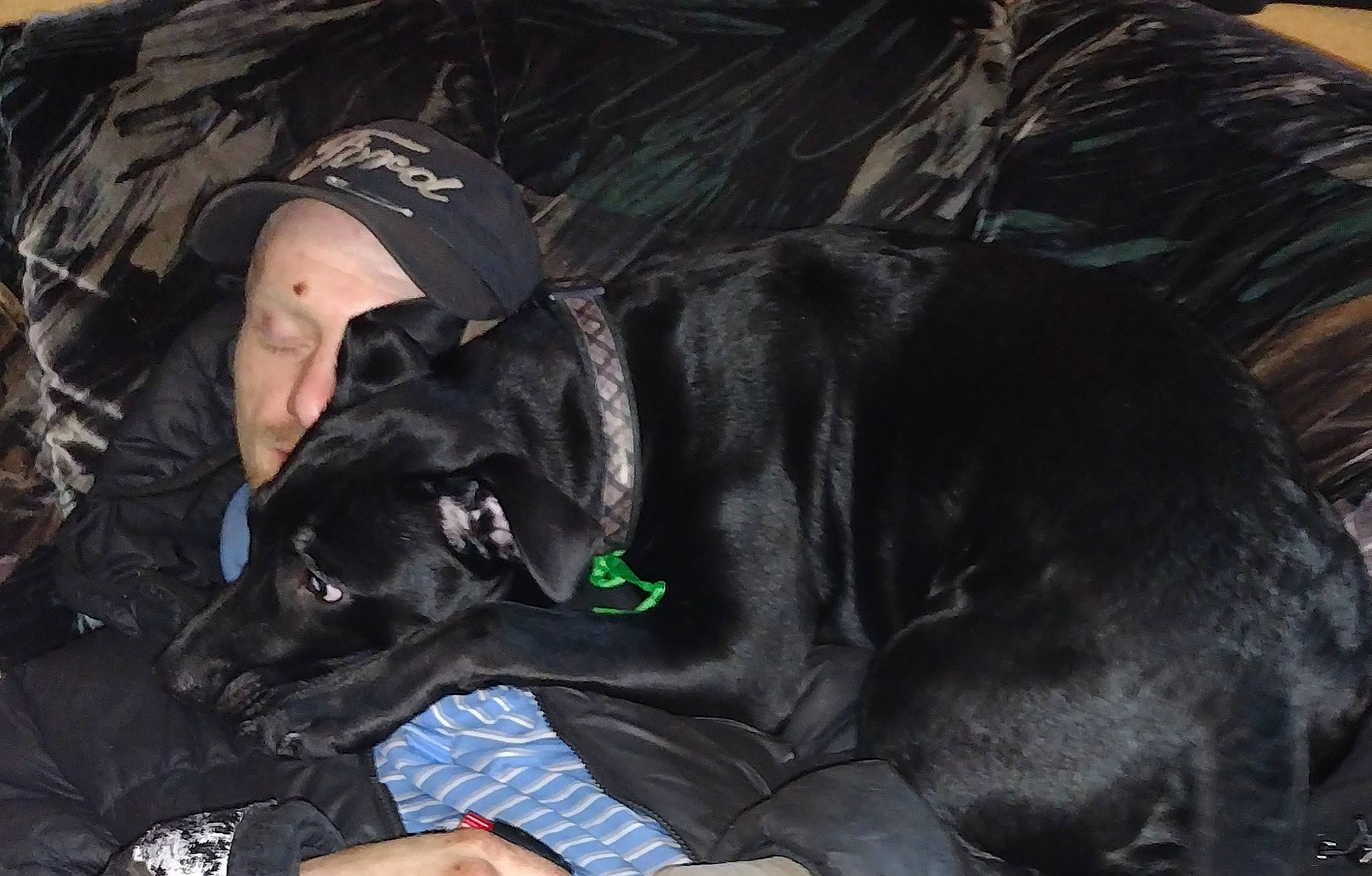 Bimbo is registered to the contest to win money with this photo: auto_part, canidae, cap, carnivore, collar, comfort, companion_dog, darkness, dog, dog_breed, dog_collar, ear, fur, grass, guard_dog, personal_protective_equipment, plant, sitting, sporting_group, working_animal