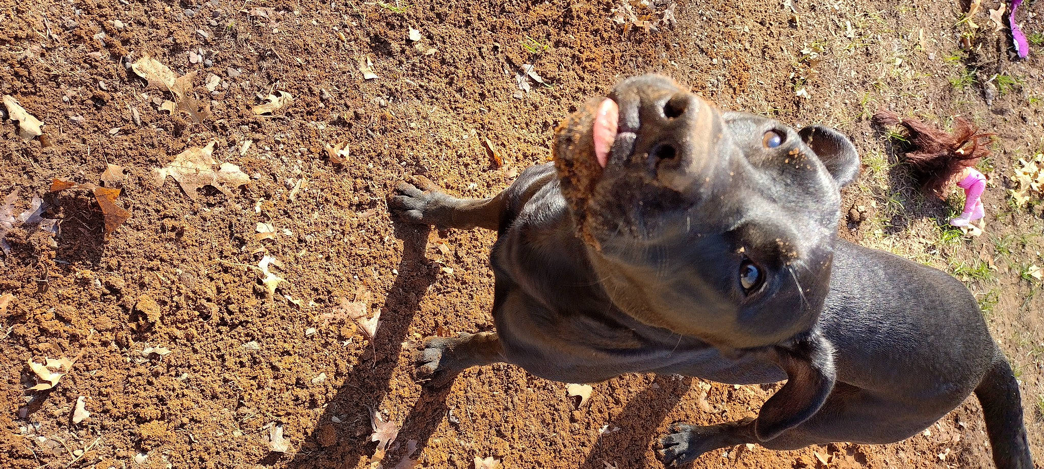 Bimbo is registered to the contest to win money with this photo: canidae, carnivore, collar, companion_dog, dog, dog_breed, fawn, landscape, leash, liver, pet_supply, sand, snout, soil, sporting_group, terrestrial_animal, whiskers, wildlife, working_animal, working_dog