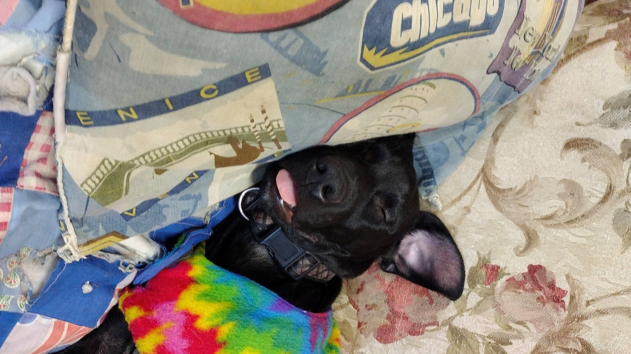 Bimbo joined the competition — help win amazing prizes! art, canidae, carnivore, companion_dog, dog, dog_breed, drawing, fashion_accessory, fawn, fur, illustration, linens, painting, pattern, small_to_medium_sized_cats, sporting_group, t_shirt, textile, visual_arts, working_animal