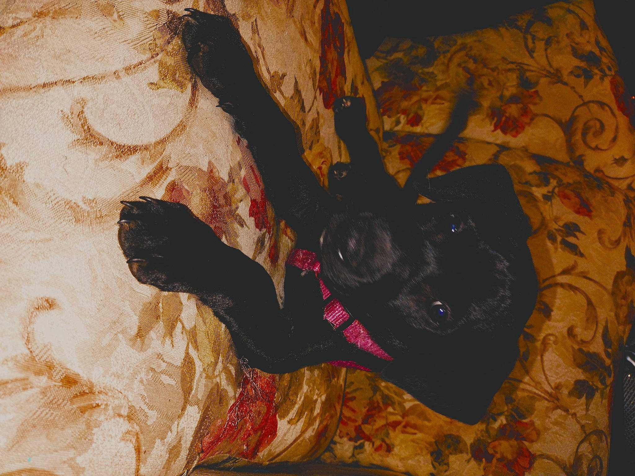 Bimbo is registered to the contest to win money with this photo: acrylic_paint, art, carmine, drawing, font, graphic_design, graphics, illustration, modern_art, mural, paint, painting, pattern, rock, still_life, visual_arts, watercolor_paint, wood