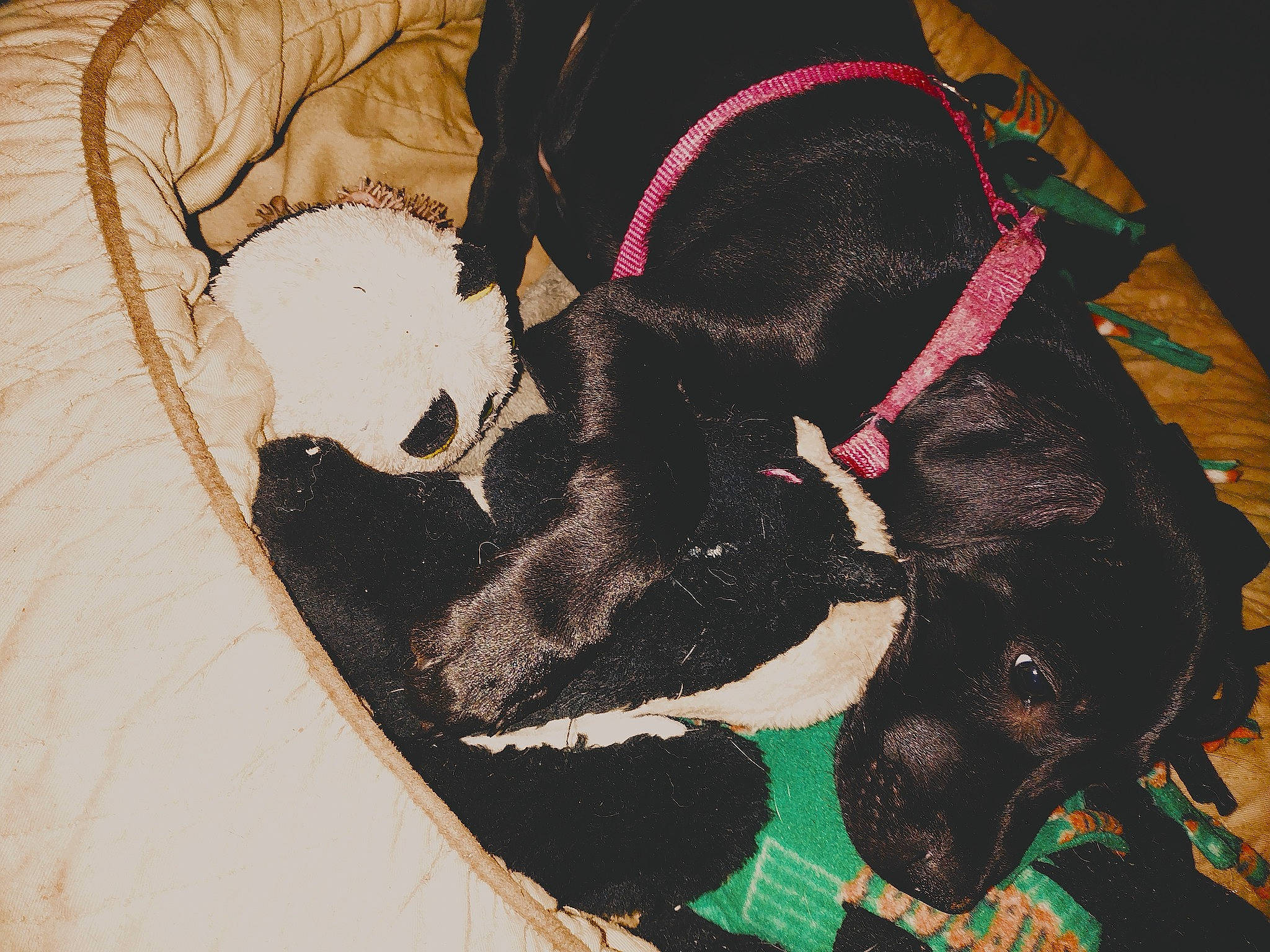 Bimbo joined the competition — help win amazing prizes! art, bag, canidae, carnivore, collar, comfort, companion_dog, dog, dog_breed, dog_collar, dog_supply, fashion_accessory, fawn, luggage_and_bags, pattern, pet_supply, snout, sporting_group, tail, working_animal