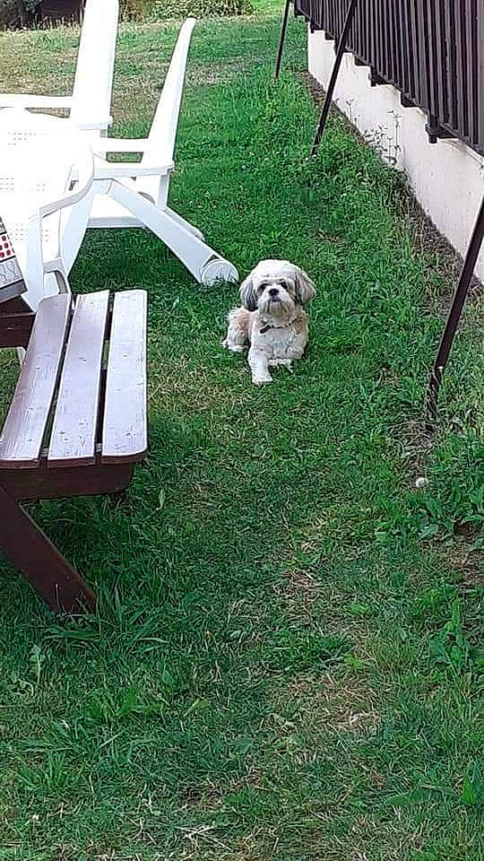 Fripouille participe au concours pour gagner de l'argent avec cette photo : backyard, canidae, carnivore, companion_dog, dog, dog_breed, grass, lawn, non_sporting_group, puppy, shih_tzu, sporting_group, yard