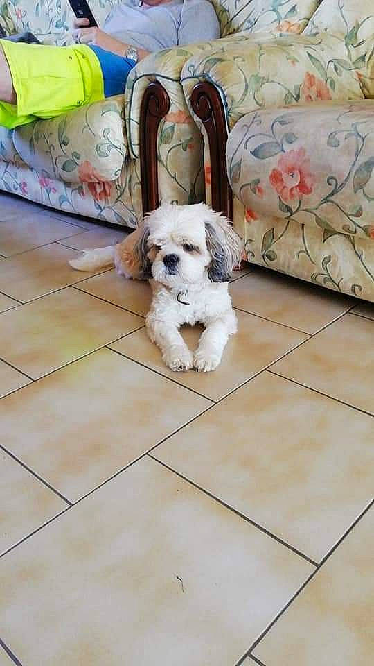 Fripouille a rejoint le concours — aidez-le/la à gagner de superbes lots ! canidae, carnivore, cavachon, cavapoo, cockapoo, companion_dog, dog, dog_breed, flooring, havanese, lhasa_apso, mal_shi, maltepoo, mammal, poodle_crossbreed, puppy, shih_tzu, tibetan_terrier, toy_dog, toy_poodle