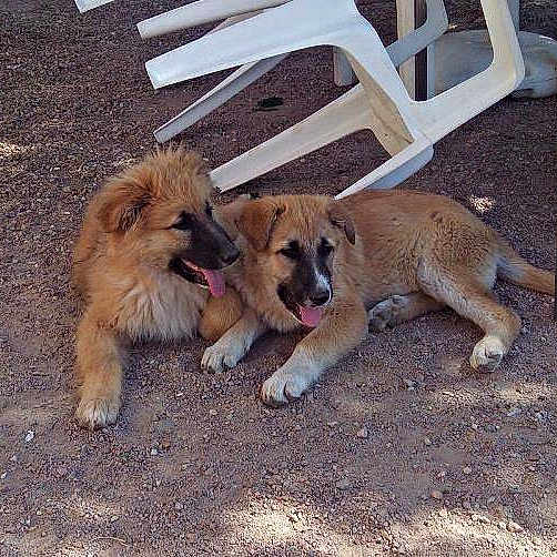 Dyna Et Shnappy