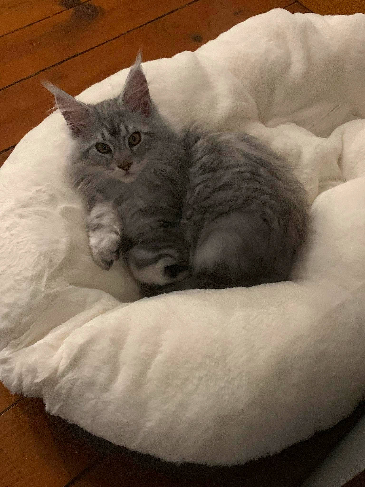 Urion participe au concours pour gagner de l'argent avec cette photo : carnivore, cat, cat_bed, cat_supply, claw, comfort, felidae, fur, grey, hardwood, nap, paw, small_to_medium_sized_cats, tail, whiskers