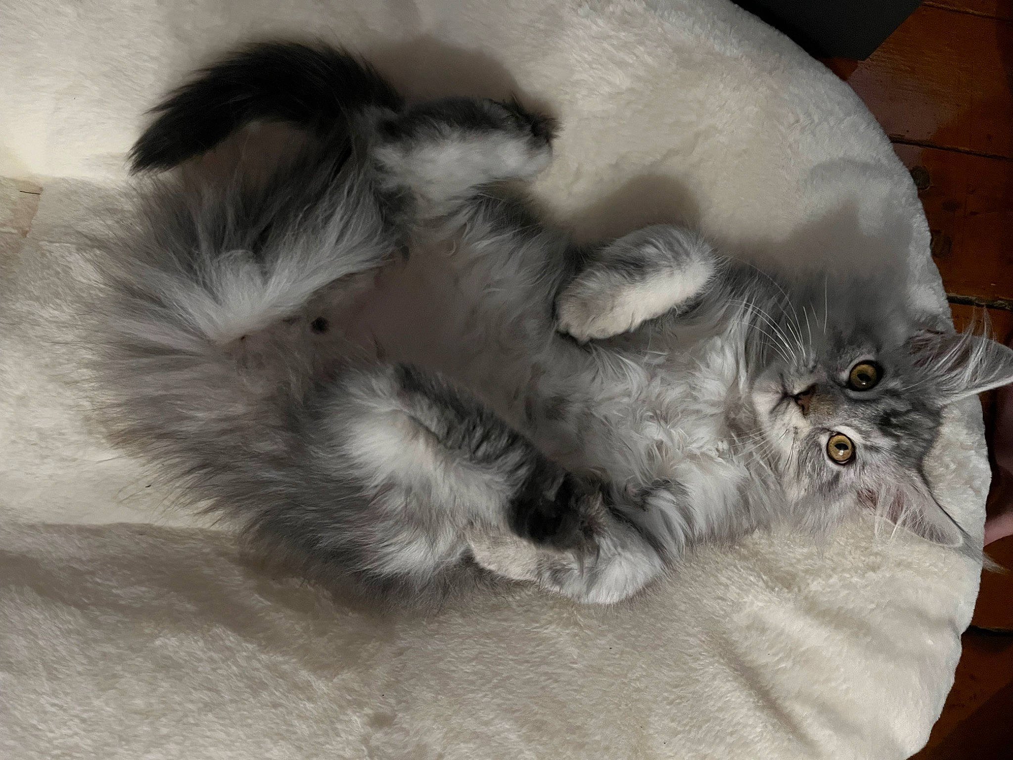 Urion participe au concours pour gagner de l'argent avec cette photo : british_longhair, canidae, carnivore, cat, cat_bed, claw, comfort, dog_breed, domestic_short_haired_cat, felidae, fur, grey, nap, paw, sleep, small_to_medium_sized_cats, snout, tail, terrestrial_animal, whiskers