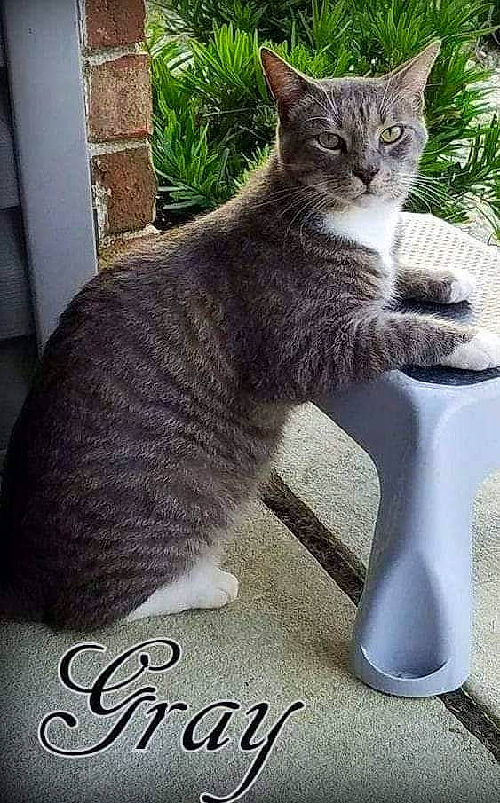 Gray is registered to the contest to win money with this photo: carnivore, cat, cat_supply, claw, domestic_short_haired_cat, felidae, font, fur, grey, paw, photo_caption, plant, serveware, sitting, small_to_medium_sized_cats, snout, tail, terrestrial_animal, whiskers, window