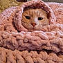 cat, orange_cat, knitted_blanket, pink_blanket, cozy, cute, pet, animal, fur, whiskers, indoor, soft_texture, resting, face, closeup, warm, snug, relaxed, comfort, sleepy