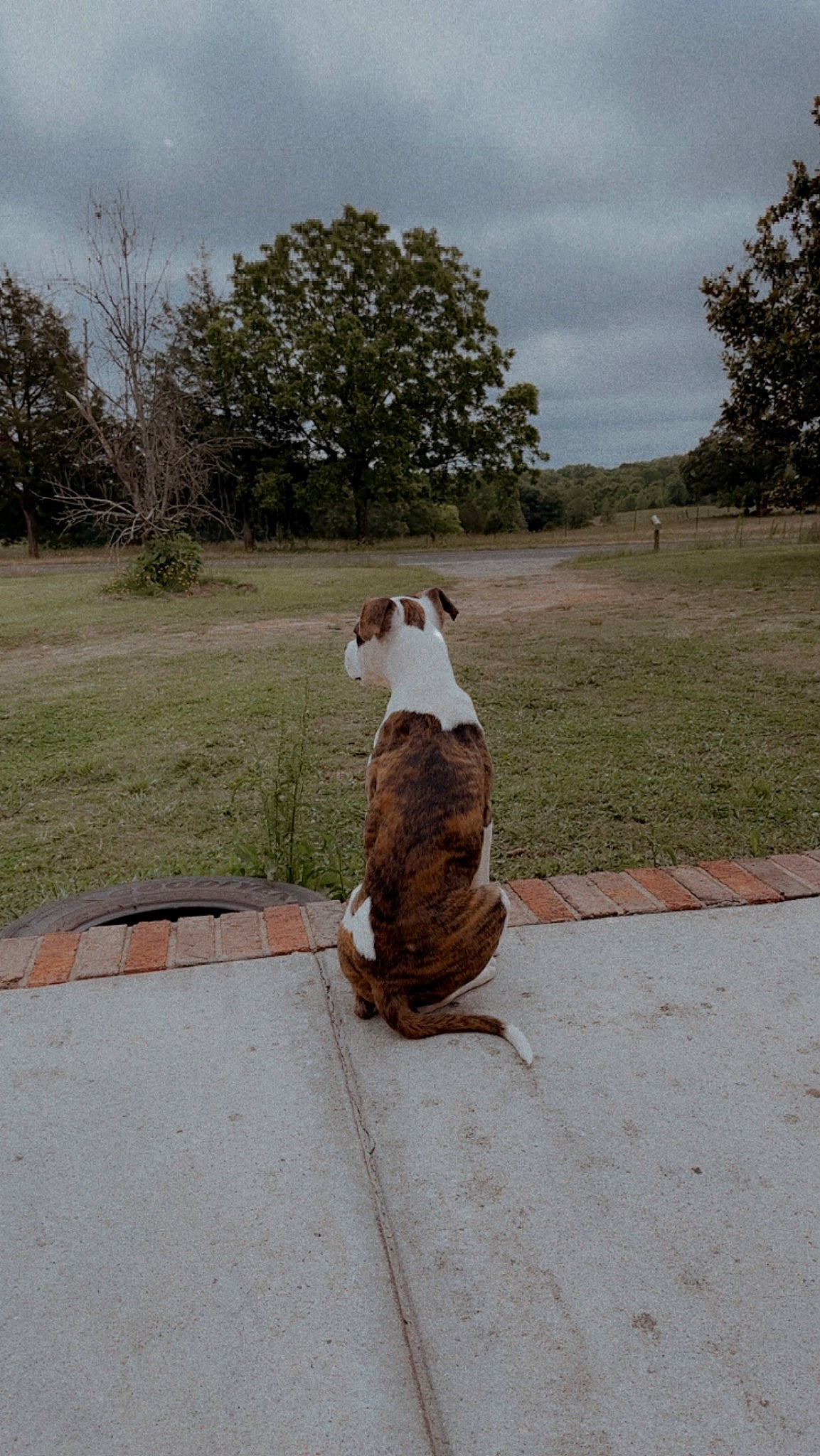 Piston is registered to the contest to win money with this photo: beak, carnivore, cloud, collar, companion_dog, dog, dog_breed, fawn, felidae, grass, landscape, plant, road, road_surface, sky, small_to_medium_sized_cats, snout, tail, tree, wood