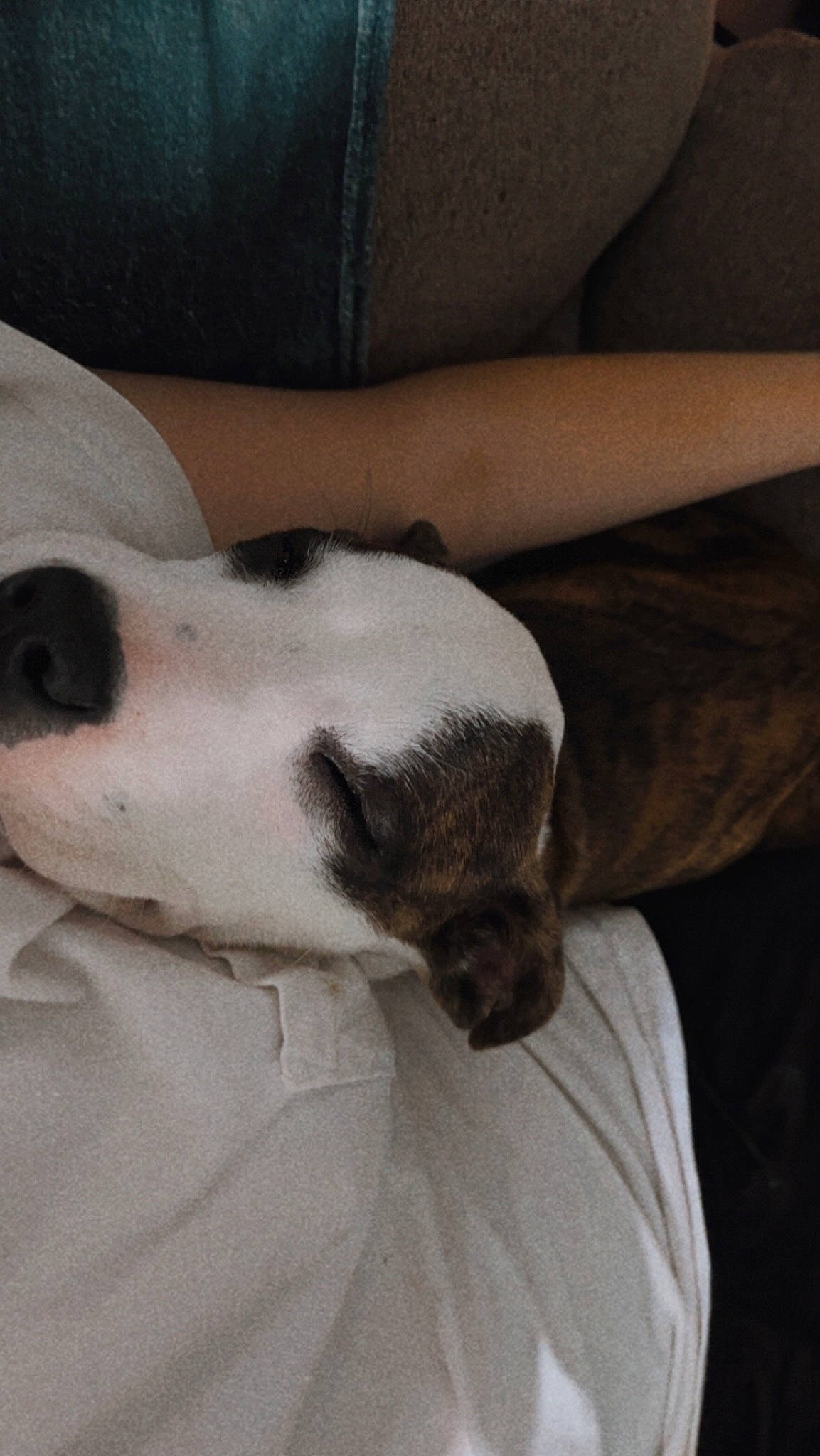 Piston is registered to the contest to win money with this photo: carnivore, comfort, companion_dog, couch, dog, dog_breed, fawn, fur, mammal, nap, non_sporting_group, paw, puppy, puppy_love, sporting_group, terrestrial_animal, vertebrate, whiskers, working_animal