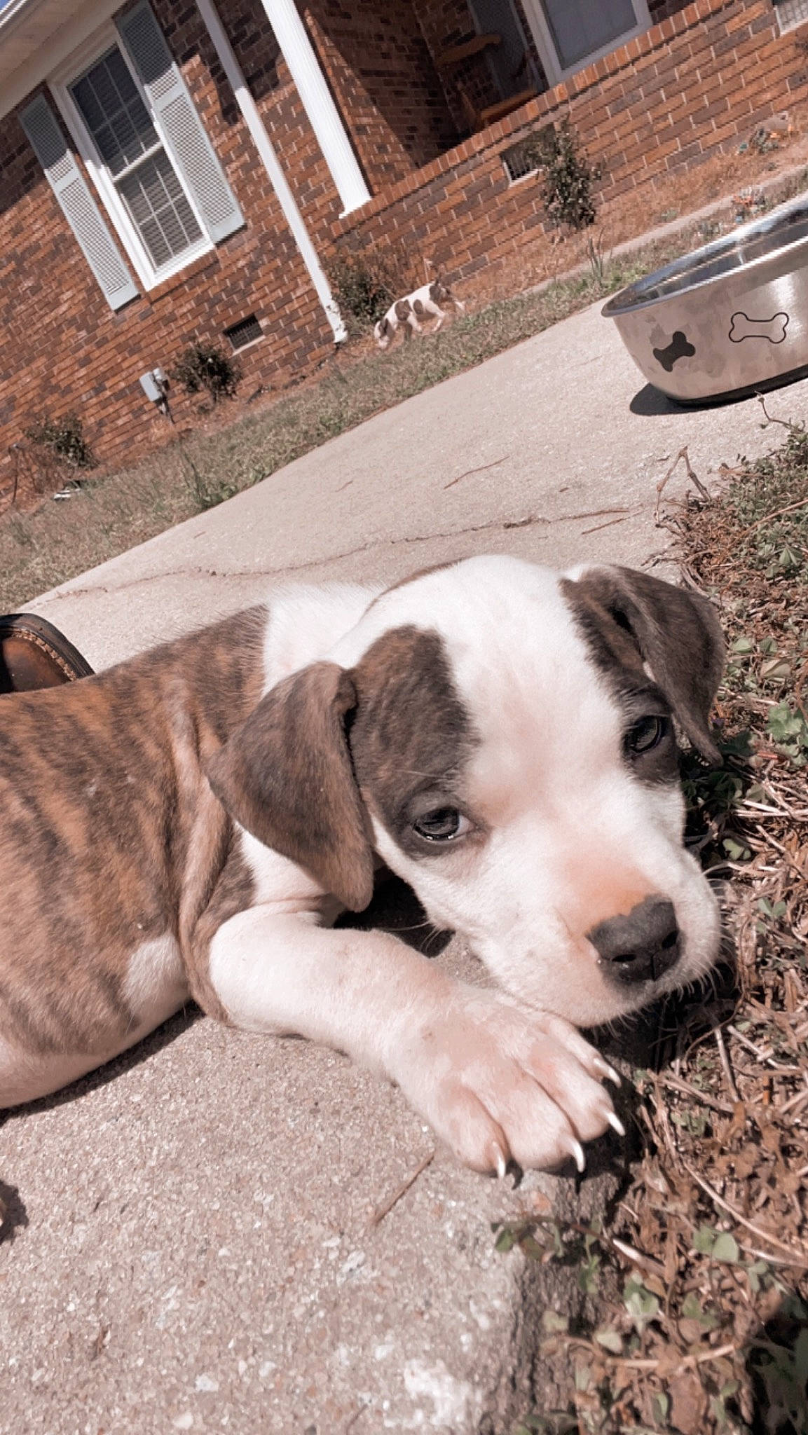 Piston is registered to the contest to win money with this photo: building, canidae, carnivore, companion_dog, dog, dog_breed, eye, fawn, fur, grass, non_sporting_group, snout, sporting_group, street_dog, whiskers, window, working_animal