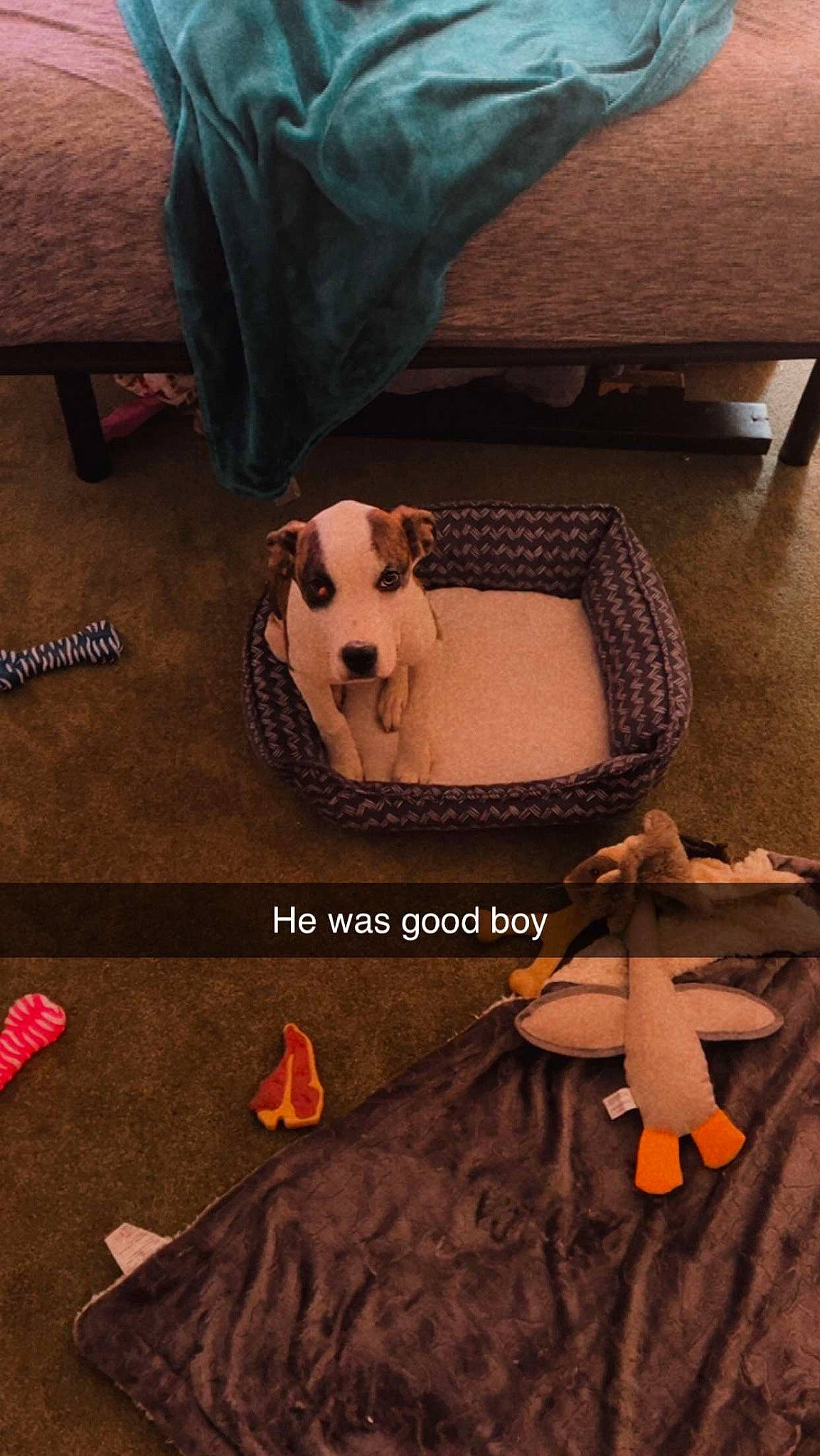 Piston joined the competition — help win amazing prizes! bag, black, brown, carnivore, comfort, companion_dog, dog, dog_breed, dog_clothes, dog_supply, eyewear, fawn, flooring, font, linens, pet_supply, sleeve, tints_and_shades, wood, working_animal