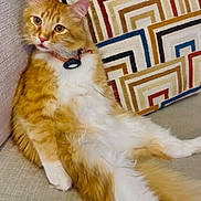 Nicola is registered to the contest to win money with this photo: cat, orange_cat, white_fur, fluffy, pet, indoor, couch, pillow, geometric_pattern, relaxed, curious, feline, domestic_animal, fur, whiskers, collar, sitting, cute, animal, household