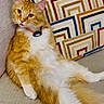 cat, orange_cat, white_fur, fluffy, pet, indoor, couch, pillow, geometric_pattern, relaxed, curious, feline, domestic_animal, fur, whiskers, collar, sitting, cute, animal, household