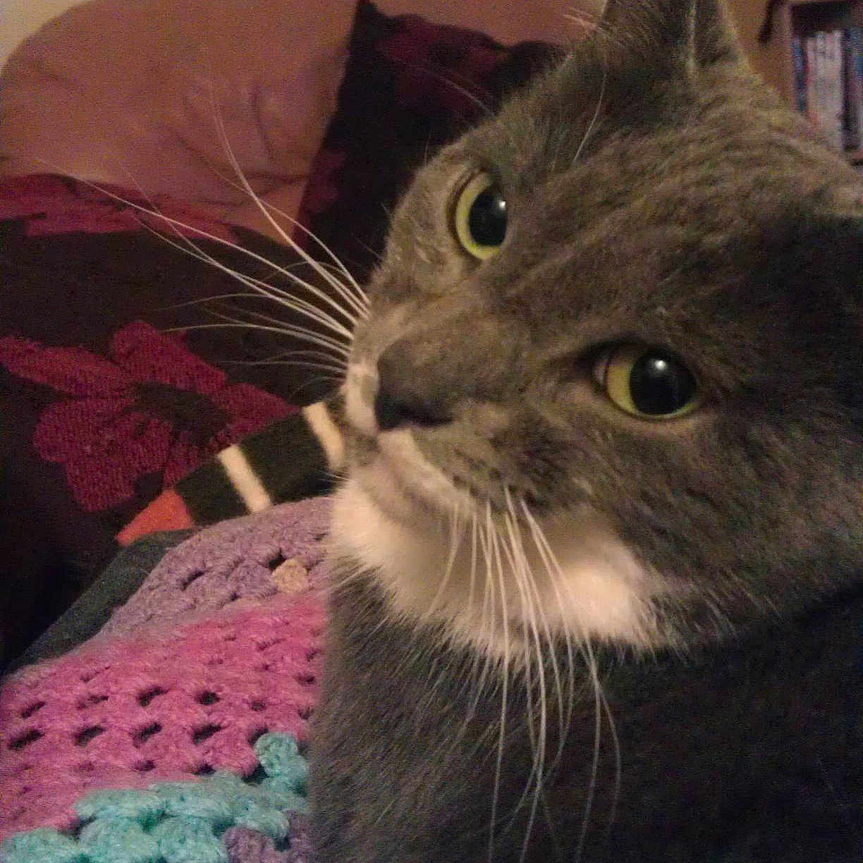 Minx is registered to the contest to win money with this photo: