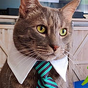 Rupert is registered to the contest to win money with this photo: cat, tie, collar, pet, animal, indoor, portrait, closeup, feline, whiskers, yellow_eyes, striped_tie, business_cat, cute, serious, domestic_cat, fur, ears, focused, fashion