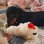 Charlie Mouse Thorpe joined the competition — help win amazing prizes! bedding, bedroom, black_and_tan, blanket, chewing, closeup, cozy, dog, fabric, fluffy, indoor, lying_down, paw, pet, plush_toy, puppy, quilt, sleepy, stuffed_animal, toy
