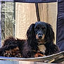 Charlie Mouse Thorpe is registered to the contest to win money with this photo: backyard, bell, black_fur, brown_markings, camping_chair, chair, collar, dog, fabric, long_haired_dog, looking_at_camera, mesh_panel, muzzle, paws, pet, portrait, relaxed, sitting, sunlight, whiskers
