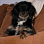 Charlie Mouse Thorpe is registered to the contest to win money with this photo: black_and_tan, blanket, brown, collar, couch, dachshund, dog, dog_tag, fur, furniture, indoor, long_haired, looking_at_camera, paws, pet, portrait, relaxed, sitting, sofa, wall