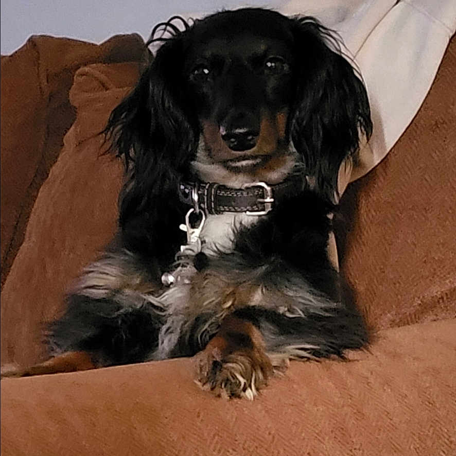 Charlie Mouse Thorpe