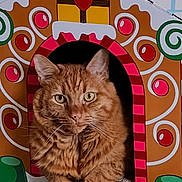 Zander is registered to the contest to win money with this photo: animal, cardboard_house, carpet, cat, colorful, cozy, cute, decorative, ears, feline, fluffy, gingerbread_house, indoor, orange_tabby, patterned, paws, pet, relaxed, toy_house, whiskers