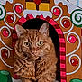 animal, cardboard_house, carpet, cat, colorful, cozy, cute, decorative, ears, feline, fluffy, gingerbread_house, indoor, orange_tabby, patterned, paws, pet, relaxed, toy_house, whiskers