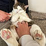 Xénon participe au concours pour gagner de l'argent avec cette photo : animal, blanket, brown, casual, cat, clothing, cozy, fur, hand, indoor, jacket, lap, paw, person, pet, pink, relaxing, ring, texture, white