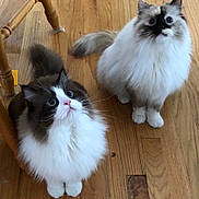 Beasty And Beauty is registered to the contest to win money with this photo: