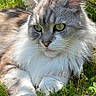 Mimine a rejoint le concours — aidez-le/la à gagner de superbes lots ! abyssinian, angora, animal, cat, face, field, grass, grassland, green, head, herbal, herbs, kitten, lawn, manx, nature, outdoors, pet, plant, vegetation