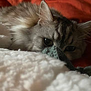 Mimine a rejoint le concours — aidez-le/la à gagner de superbes lots ! abyssinian, angora, animal, bed, bedroom, blanket, cat, couch, furniture, homedecor, indoors, kitten, manx, pet, quilt, room, siamese