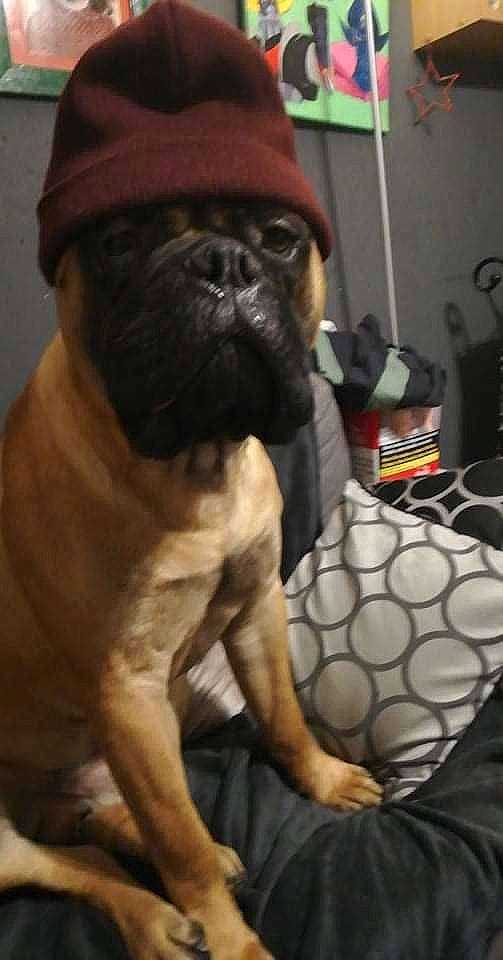 Roadster a rejoint le concours — aidez-le/la à gagner de superbes lots ! bag, bulldog, canidae, carnivore, companion_dog, dog, dog_breed, dog_collar, fawn, fur, mammal, molosser, pug, snout, sporting_group, throw_pillow, toy_dog, whiskers, working_animal, wrinkle