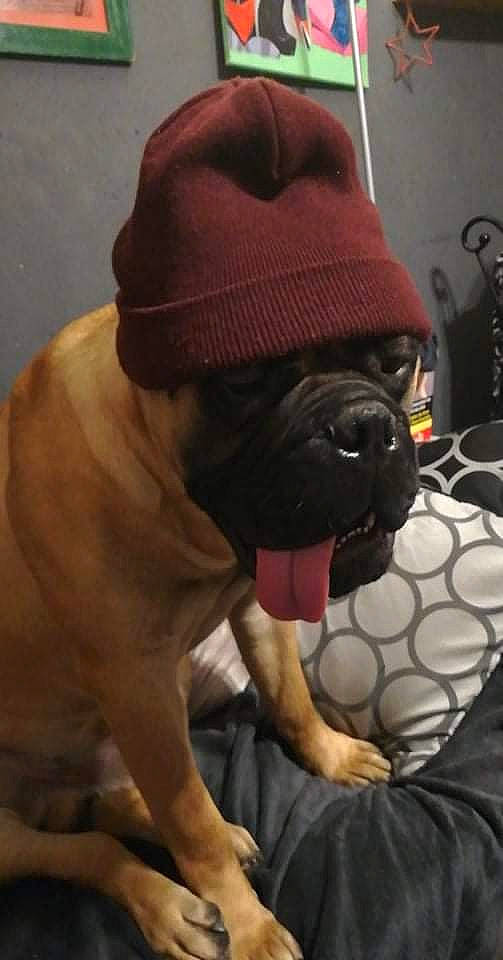 Roadster a rejoint le concours — aidez-le/la à gagner de superbes lots ! boxer, canidae, cap, carmine, carnivore, comfort, companion_dog, dog, dog_breed, fawn, non_sporting_group, pattern, pug, snout, sporting_group, working_animal, working_dog, wrinkle