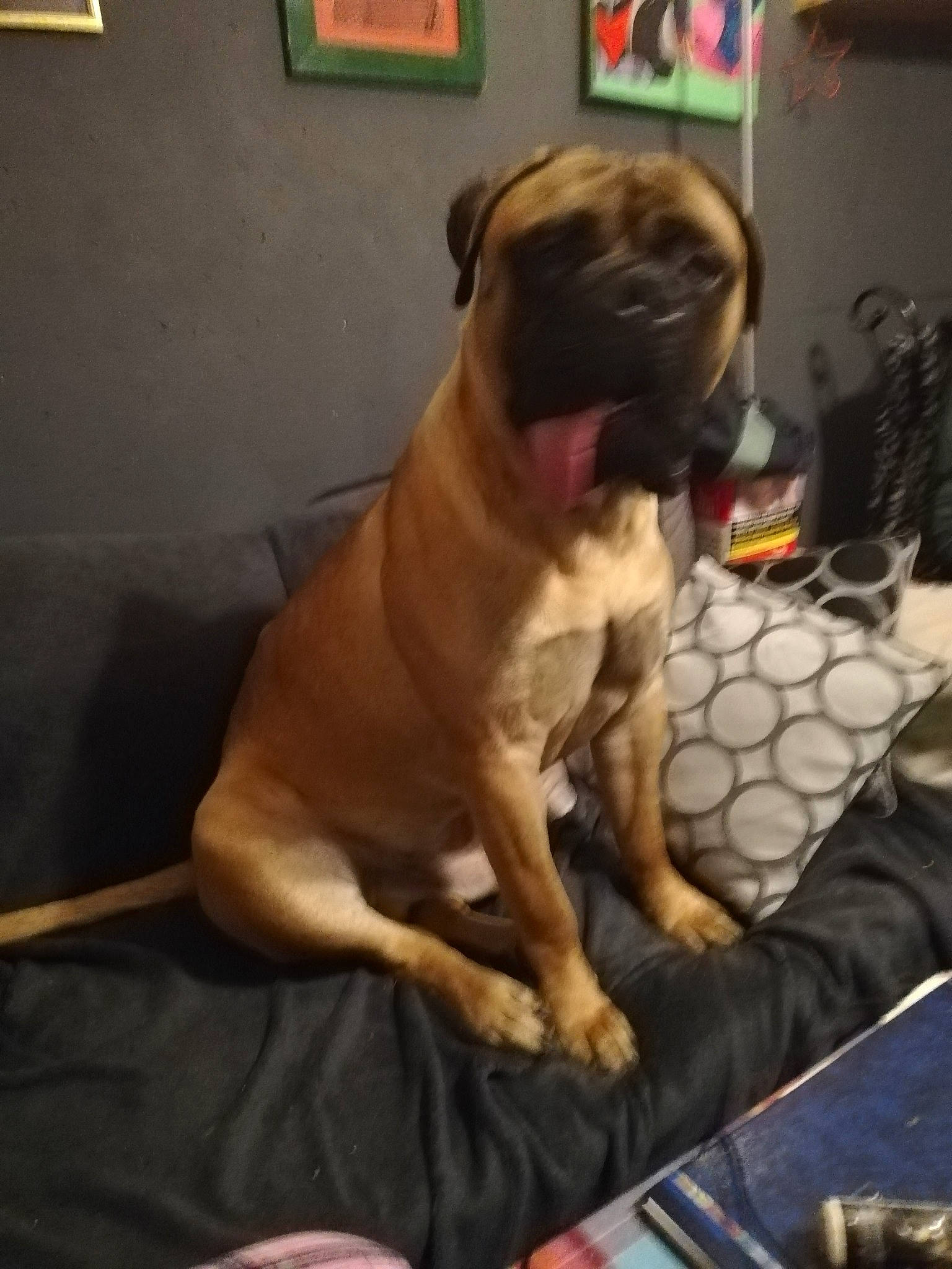 Roadster participe au concours pour gagner de l'argent avec cette photo : canidae, carnivore, comfort, companion_dog, dog, dog_breed, dog_collar, dog_supply, fawn, flooring, human_leg, linens, pet_supply, pug, snout, sporting_group, tail, toy_dog, whiskers, working_animal