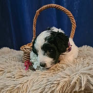 Daisy joined the competition — help win amazing prizes! puppy, dog, black_and_white, basket, flower, blanket, furry, cute, pet, indoor, soft_texture, cozy, animal, collar, resting, snout, ears, fur, portrait, blue_background