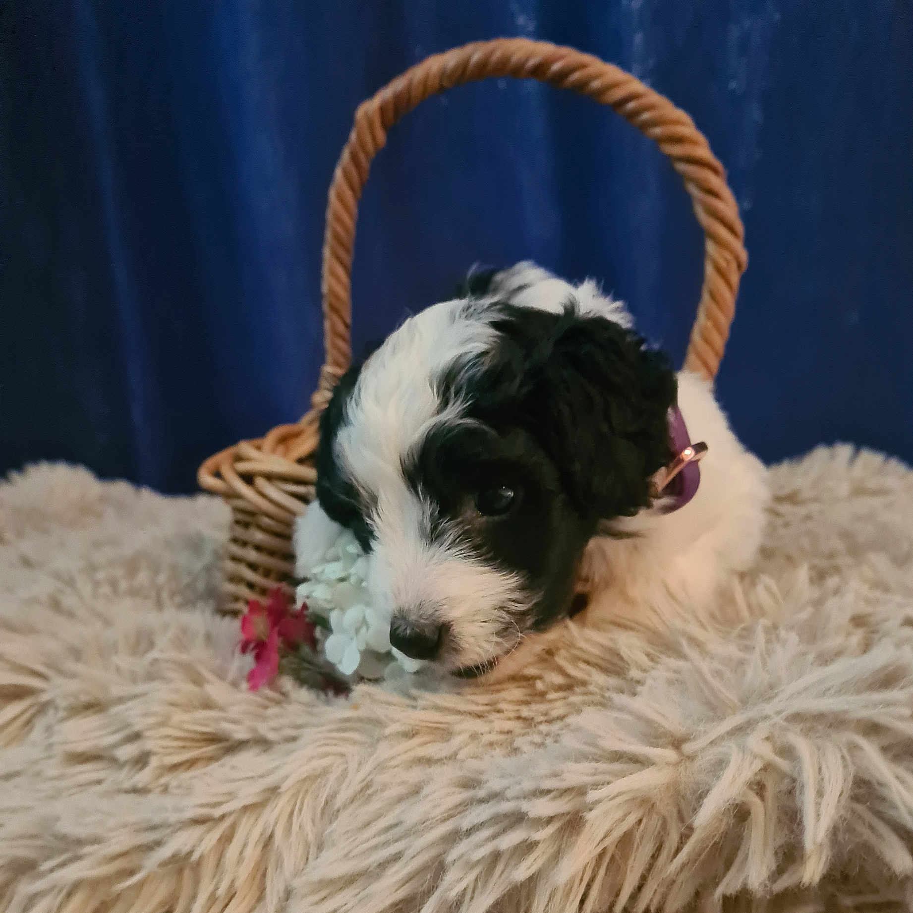 Daisy joined the competition — help win amazing prizes! animal, basket, black_and_white, blanket, blue_background, collar, cozy, cute, dog, ears, flower, fur, furry, indoor, pet, portrait, puppy, resting, snout, soft_texture