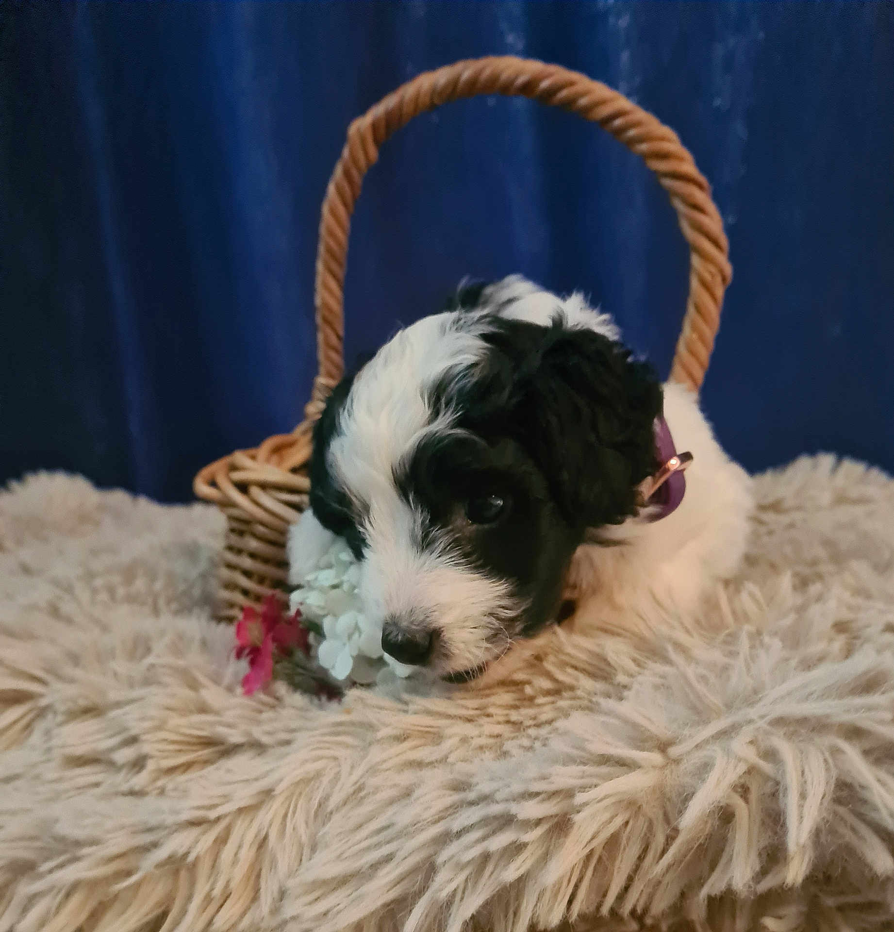 Daisy joined the competition — help win amazing prizes! puppy, dog, black_and_white, basket, flower, blanket, furry, cute, pet, indoor, soft_texture, cozy, animal, collar, resting, snout, ears, fur, portrait, blue_background