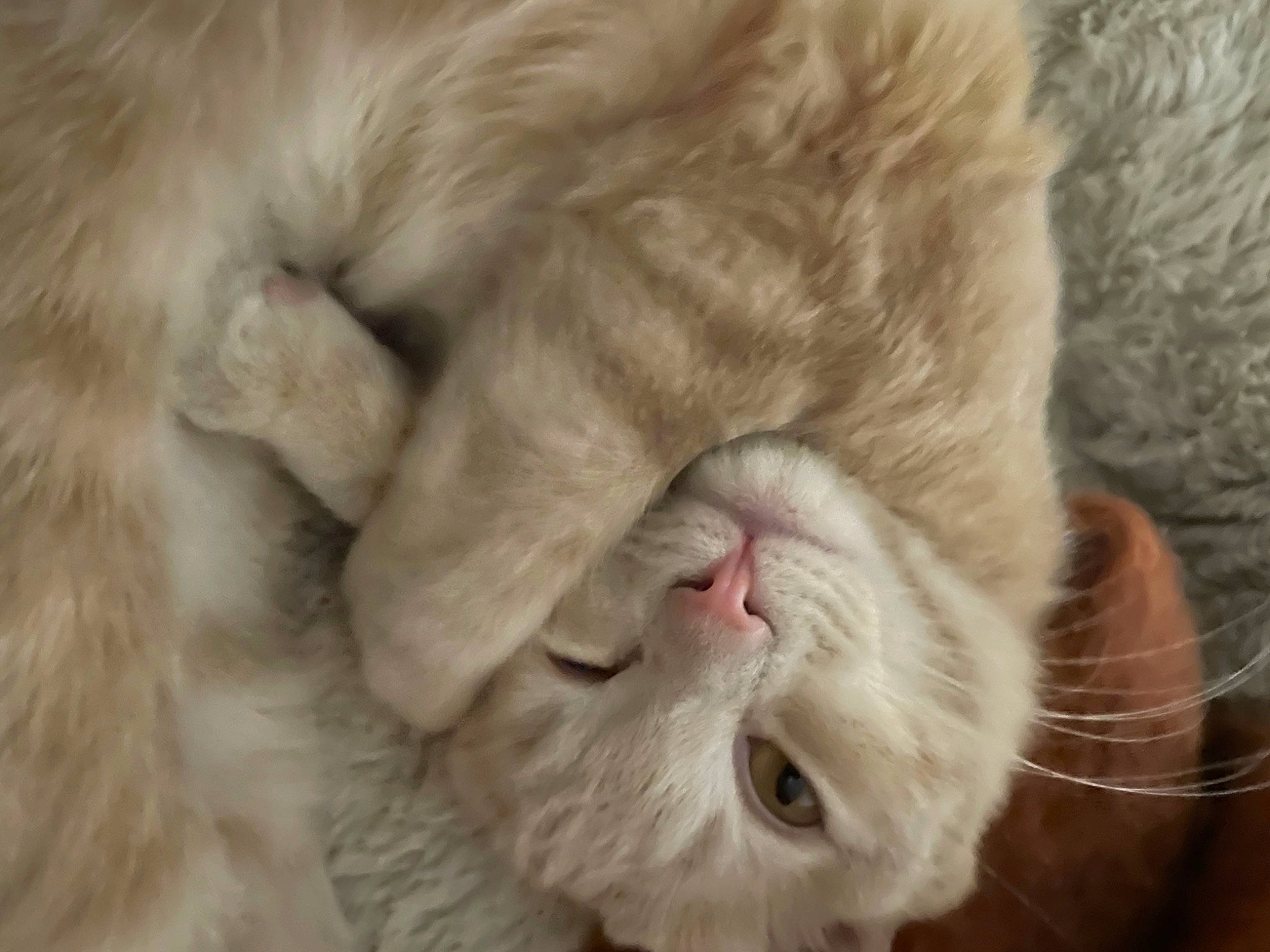 Bob joined the competition — help win amazing prizes! carnivore, cat, claw, close_up, domestic_short_haired_cat, ear, fang, fawn, felidae, fur, gesture, nap, paw, small_to_medium_sized_cats, snout, tail, terrestrial_animal, whiskers, wrinkle, yawn